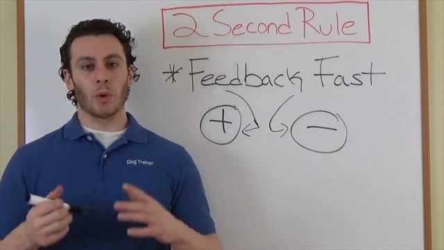 Your Dog's Attention Span Only Lasts This Many Seconds! смотреть онлайн