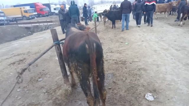 25 января 2024 Г. ПАЙШАНБЕ БОЗОРИ Н. ФАРХОР РАЗБОРИ ЗОИР БИЗНЕС КАТИ ЯК ОДАМОИ НОФАМ