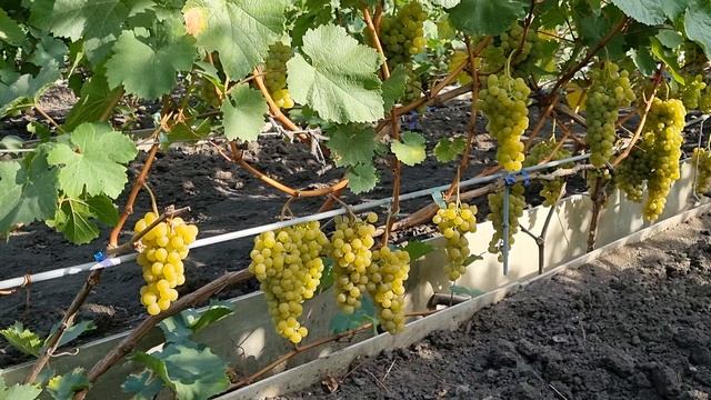 вино в домашних условиях