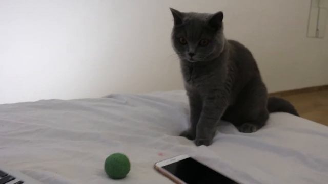 The British shorthair cat acts like a dog / Британский кот ведет себя как собака