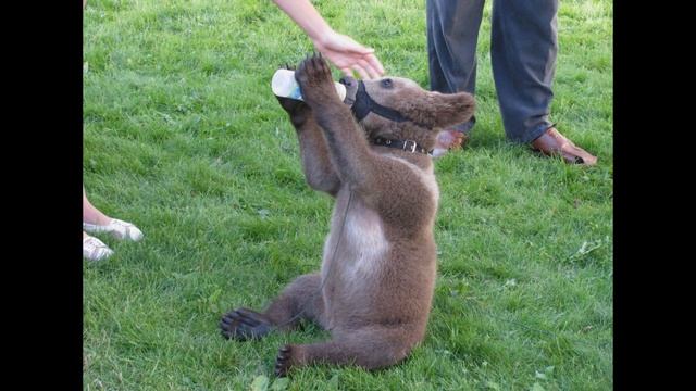 Мишки на Дворцовой площади 01 сентября 2009г смотреть онлайн