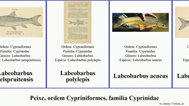 Peixe, ordem Cypriniformes, família Cyprinidae notropis barbus labeo rasbora gila chondrostoma jae