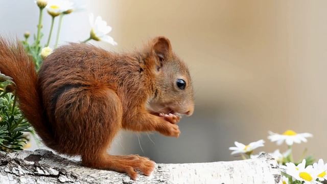 Eichhörnchen Momentaufnahmen fürs Herz / Squirrel snapshots for the heart [HD] смотреть онлайн