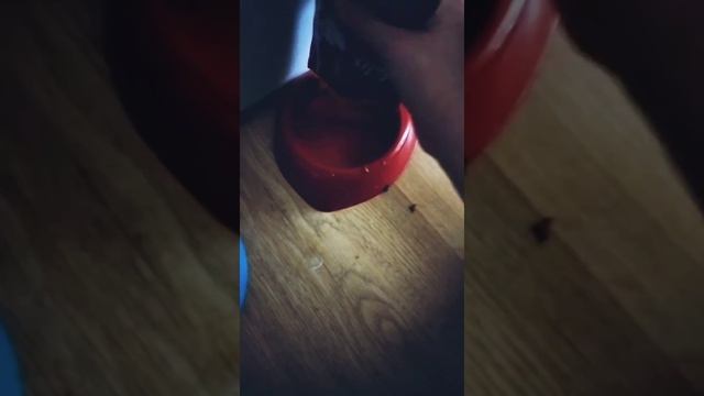 Котяра ест и мяукает 😿 смотреть онлайн