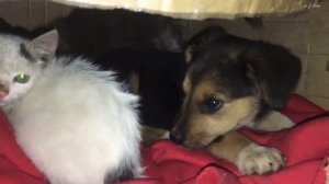 Котята и щенята выкинутые на улицу