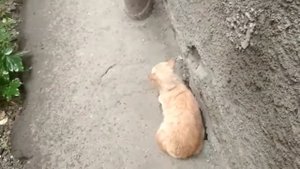 Кот наказан.