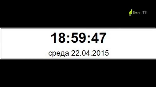 Начало вещания Коты ТВ 22.04.2015