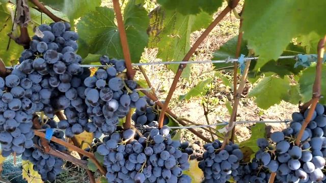 Почему ВИНОГРАД кишмиш ЮПИТЕР - секрет успеха на винограднике?