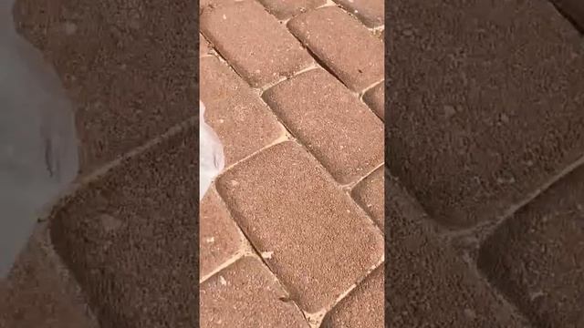 Ящерица 0.5 сантиметра