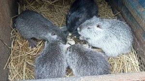 Пару слов о каше для НУТРИЙ. Тушкан на позитиве. 22.01.25