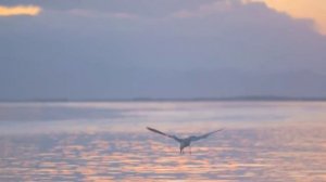 "Птица" - авторская песня Наталии Антиповой.