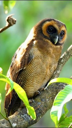 Brown wood owl