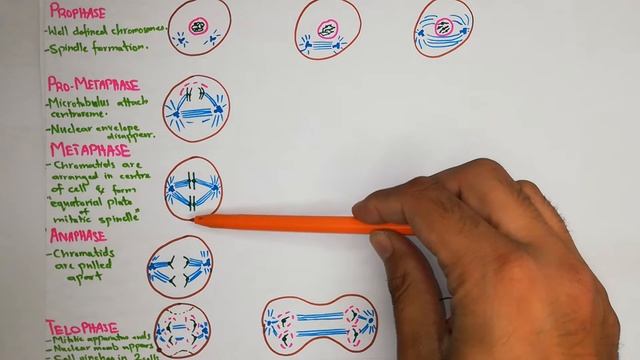 Mitosis, telomere, apoptosis - Chapter 3 (part4/4) Guyton and Hall Text Book of Medical Physiology смотреть онлайн