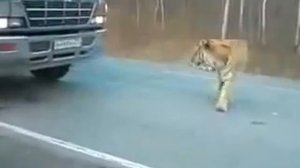 тигры выходят на дороги приморья