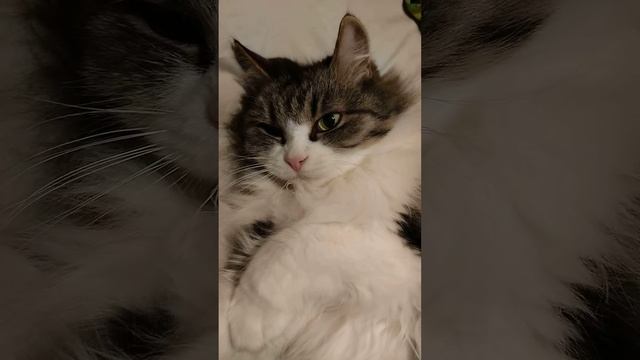 Рейдерский захват! Кошка выселила меня из моей же кровати смотреть онлайн