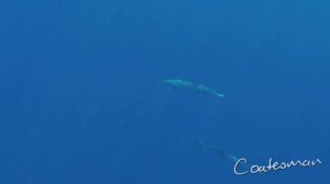 Spearfishing Wahoo Castor Banks Madagascar