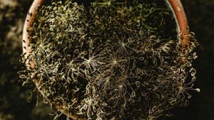 СЕМЕНА ВОЗРОЖДЕНИЯ! Всего одна ложка СЕМЯН УКРОПА и организм как Новый!Врачи скрывают