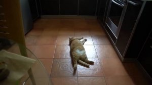 БРАЙН МАПС - Смешная подборка с ТИГРОЙ