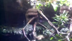 Палюдариум своими руками на 140 л спустя 2 месяца 1 стрижка