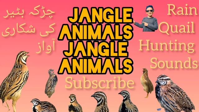 Rain Quail sounds چڑکہ بٹیر کی آواز