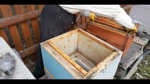 Весенняя пересадка пчелы. - Сокращение гнезда пчел.