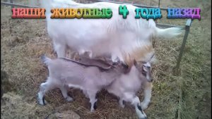 козлята на прогулке