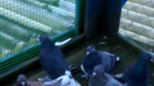 CIMG0079 Ивановские ходовые.