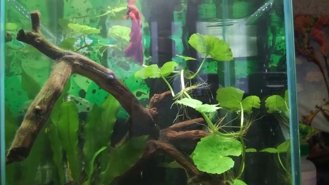 Петушок Красный Мак смотреть онлайн