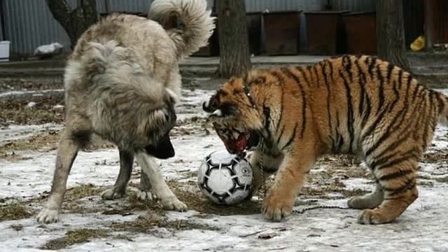 Man saves dying tiger cub, who now thinks of him as his MOM!