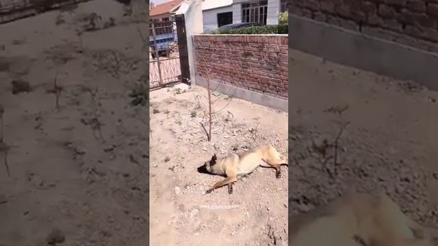 очень верная собака|very loyal dog смотреть онлайн