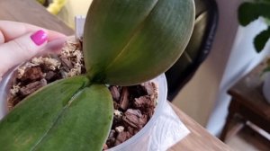 Ай нид хелп. Гниль на шее орхидеи😒