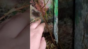 Аннамский палочник