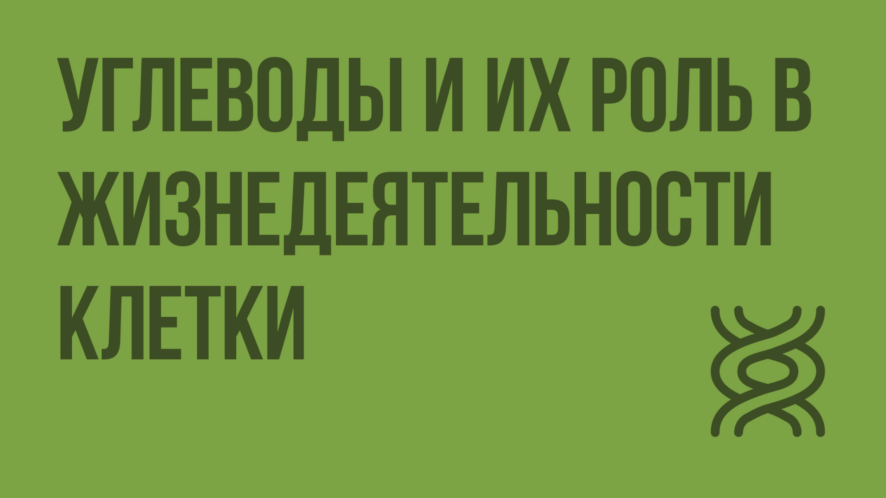 Углеводы и их роль в жизнедеятельности клетки. Видеоурок по биологии 10 класс