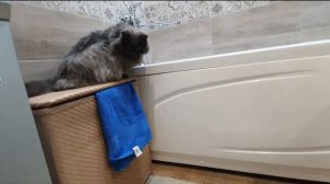 Будет ли Рыся радоваться своему подарку?