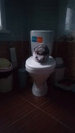 Скриймер с хренобусом🤣