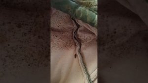 Уничтожение клопов 16.03.2020