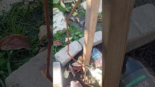 ДОКАЗАЛА СВОИМ ОПЫТОМ, ОБРЕЗКА ВИНОГРАДА 1-го года, ПОДГОТОВКА К ЗИМЕ  Ссылка на видео в описании