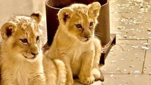 Мы позвонили папе, нужна помощь, держать добрых львят, пока я глажу злых)))