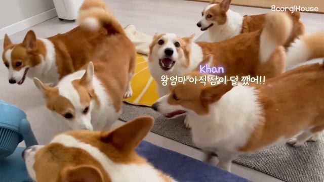 8마리 웰시코기를 키우는 엄마의 아침ㅣMommy's morning who are raising 8 welsh corgis смотреть онлайн