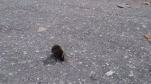 Землеройка отрывает раздавленную засохшую лягушку