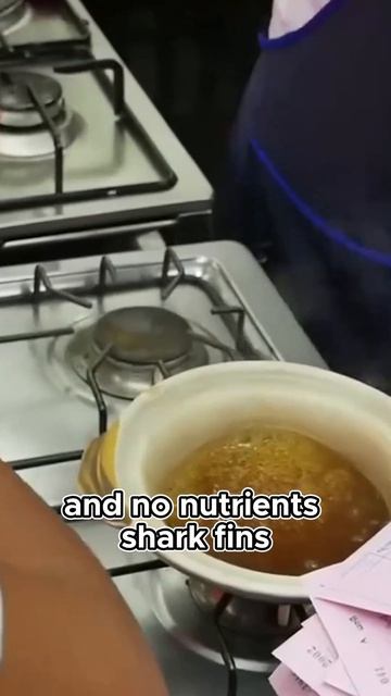 Shark Fin Soup  The Controversial Delicacy