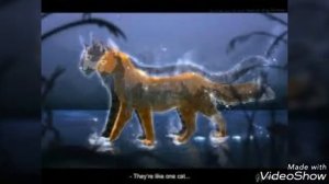 Коты воители пары