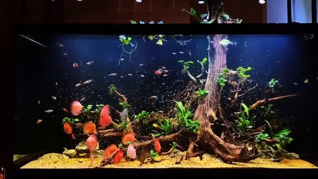 Аквариум с дискусами от Mau Dang смотреть онлайн