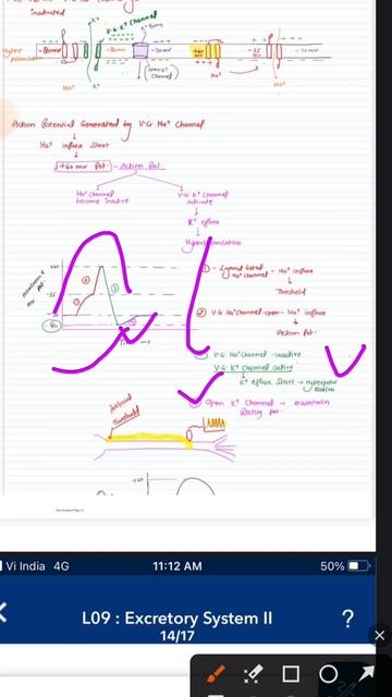 Membrane potential graph 4 #neet #neetexam #neetpreparation