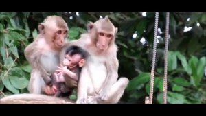 KWAMW MONKEY RAPING BABY MONKEY