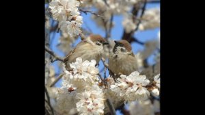 Воробьи-разбойники