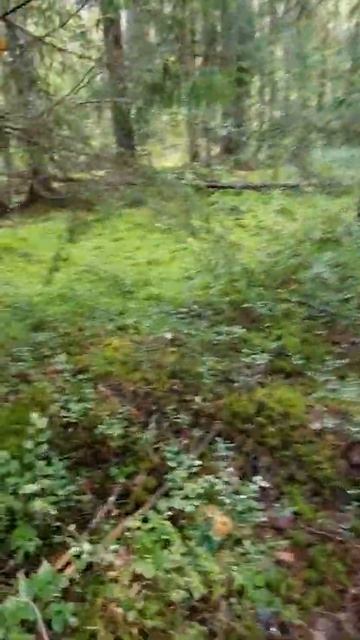 На пробежке по лесу смотреть онлайн