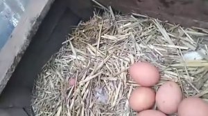 Потайное гнездо 🥚🥚🥚пострадавший🐓🐓🐓👀