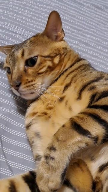 У кого кот кусается.Напишите как с этим бороться 😁 #bengali #bengalivlog #бенгал #cat#leopard #vlog