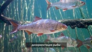 Как атмосферное давление влияет на клев карася, плотвы, карпа, щуки и судака